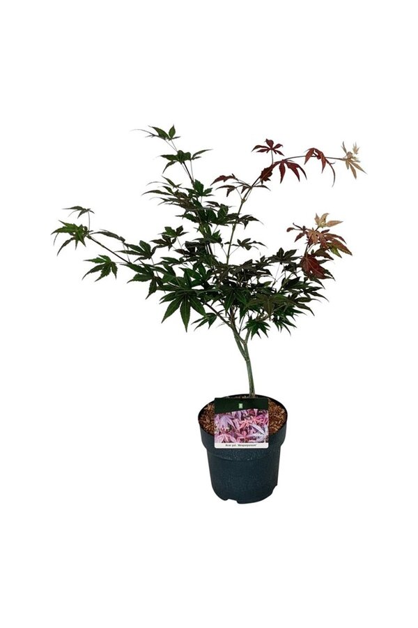 Érable Acer Atropurpureum