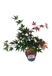 Esdoorn Acer Atropurpureum