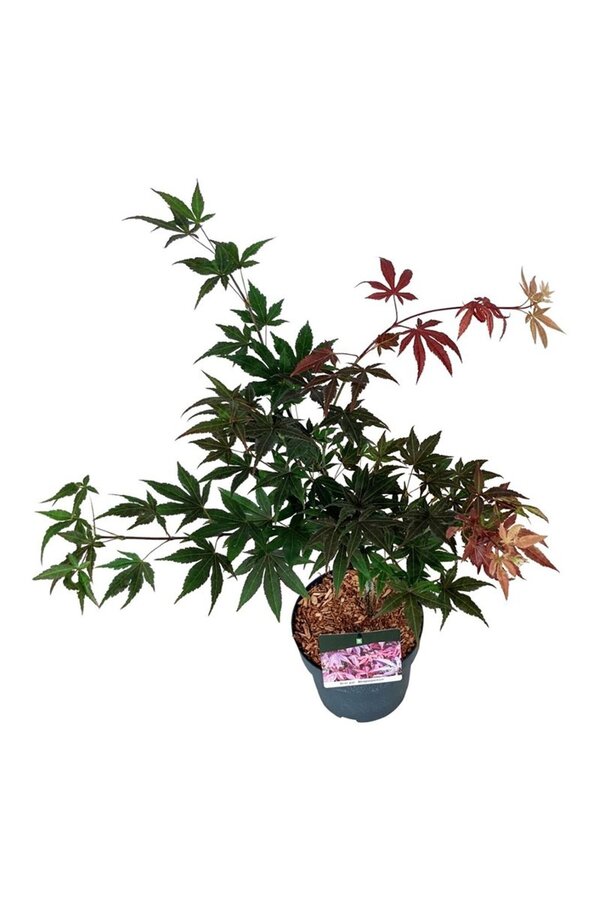 Esdoorn Acer Atropurpureum