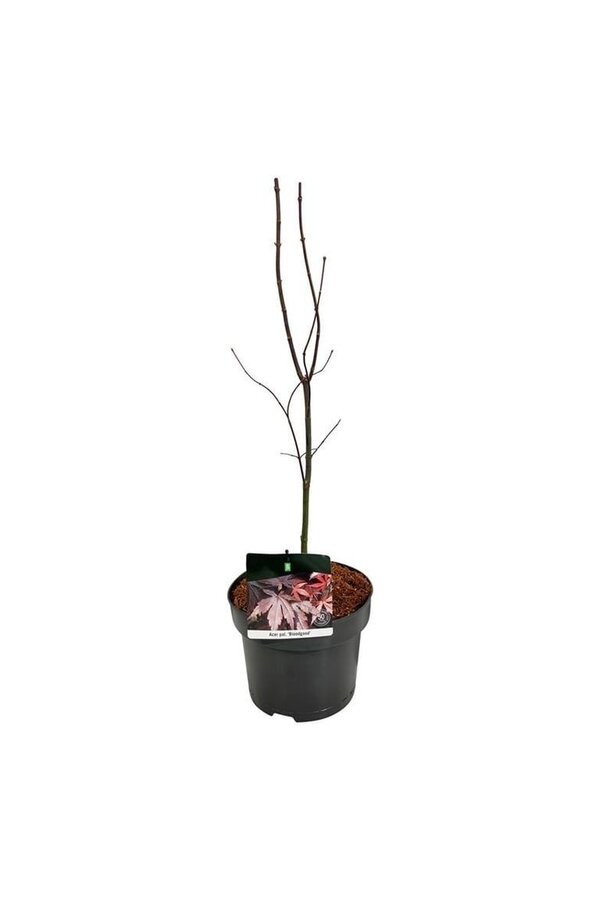 Érable Acer Bloodgood