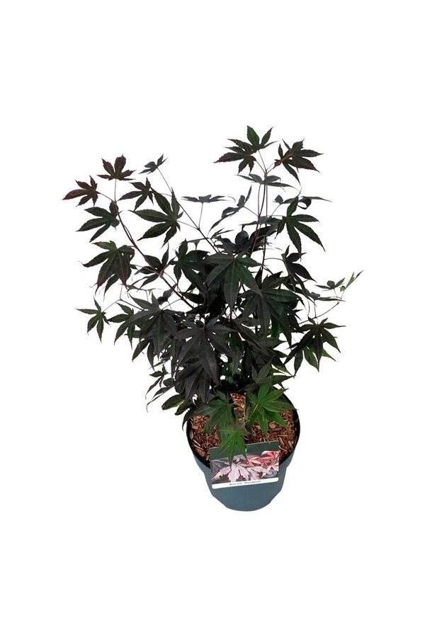 Esdoorn Acer Bloodgood