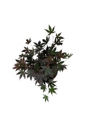 Érable Acer Bloodgood