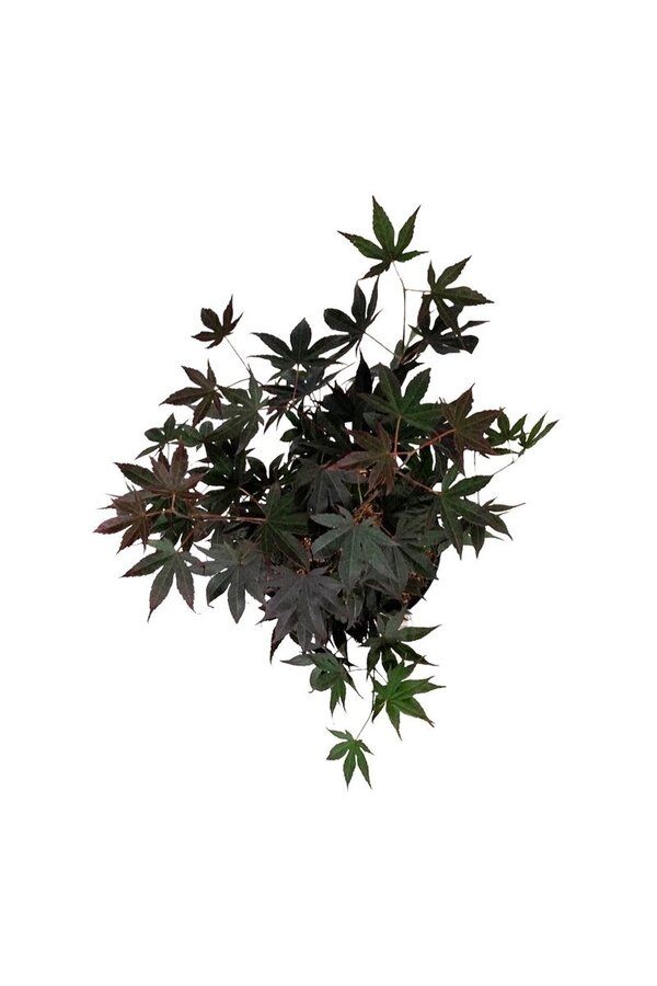 Esdoorn Acer Bloodgood