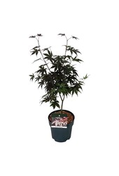 Esdoorn Acer Bloodgood