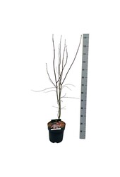 Esdoorn Acer Bloodgood