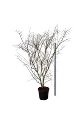 Érable Acer Brown Sugar