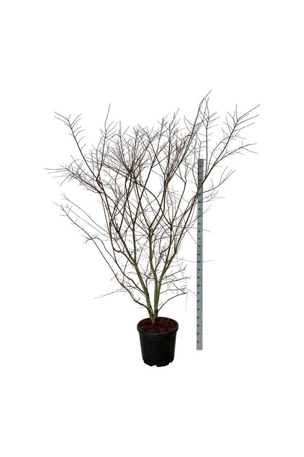 Érable Acer Brown Sugar