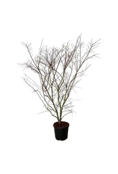 Esdoorn Acer Brown Sugar