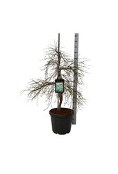 Érable Acer Dissectum