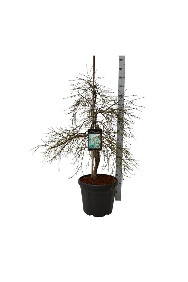 Esdoorn Acer Dissectum