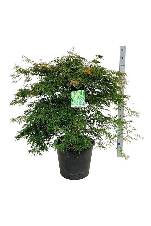 Esdoorn Acer Dissectum