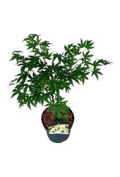 Érable Acer Osakazuki