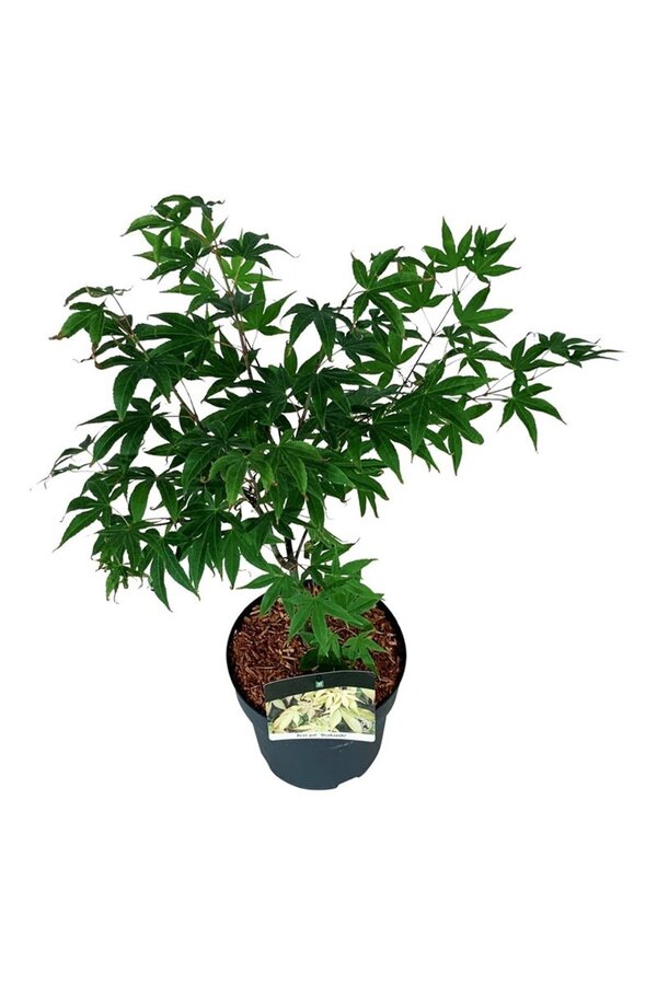 Esdoorn Acer Osakazuki