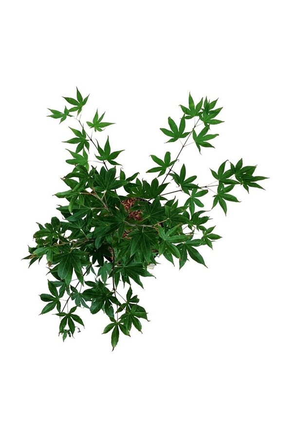 Esdoorn Acer Osakazuki