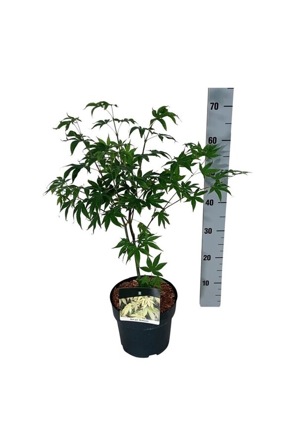 Érable Acer Osakazuki