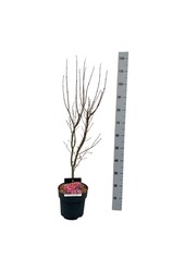 Esdoorn Acer Skeeters Broom