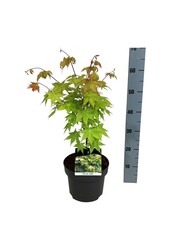 Érable Acer shirasawanum Jordan