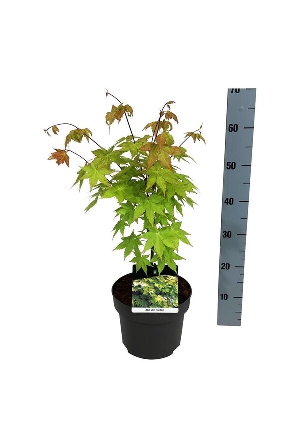 Érable Acer shirasawanum Jordan