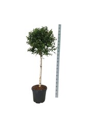 Berk Betula utilis Magical Globe