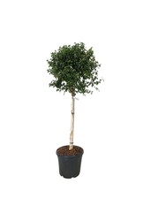 Bouleau Betula utilis Magical Globe