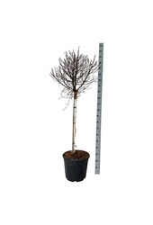 Berk Betula utilis Magical Globe