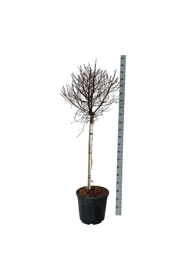 Bouleau Betula utilis Magical Globe