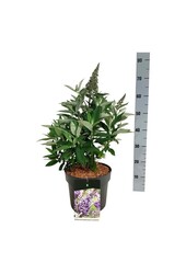 Buddleja, l'arbre aux papillons B. Candy Lila Sweeth.