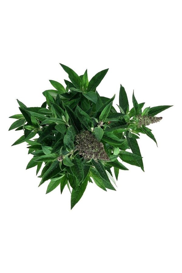 Buddleja, l'arbre aux papillons B. Candy Lila Sweeth.