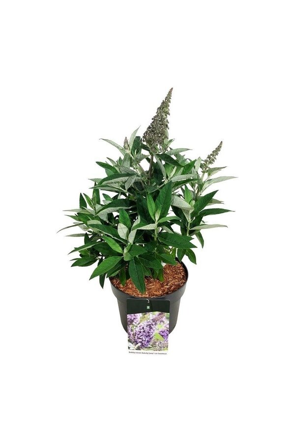 Vlinderstruik Buddleja B. Candy Lila Sweeth.