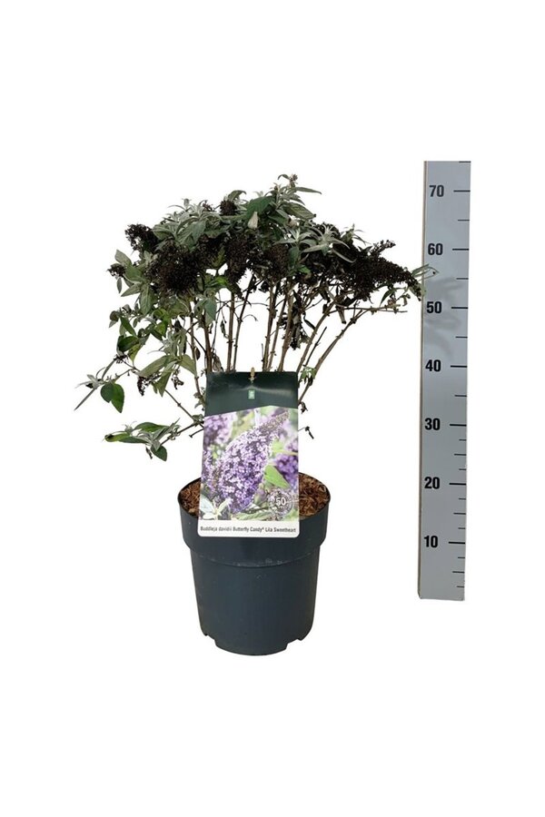 Buddleja, l'arbre aux papillons B. Candy Lila Sweeth.