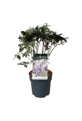 Buddleja, l'arbre aux papillons B. Candy Lila Sweeth.