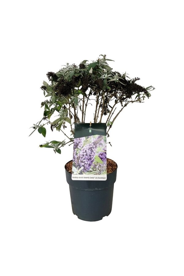 Buddleja, l'arbre aux papillons B. Candy Lila Sweeth.