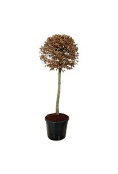 Berk Carpinus betulus