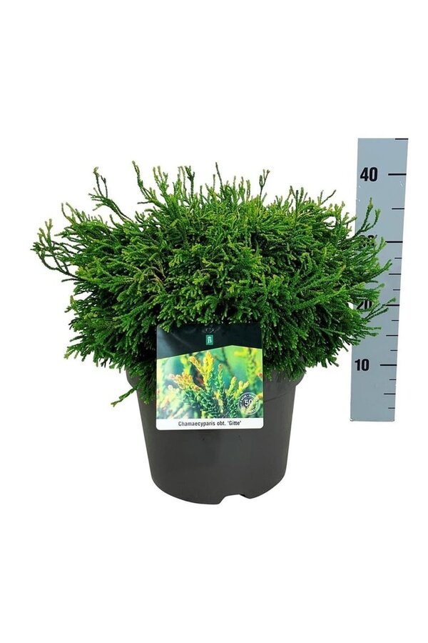 Chamaecyparis Gitte