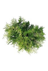 Chamaecyparis Lucas PBR