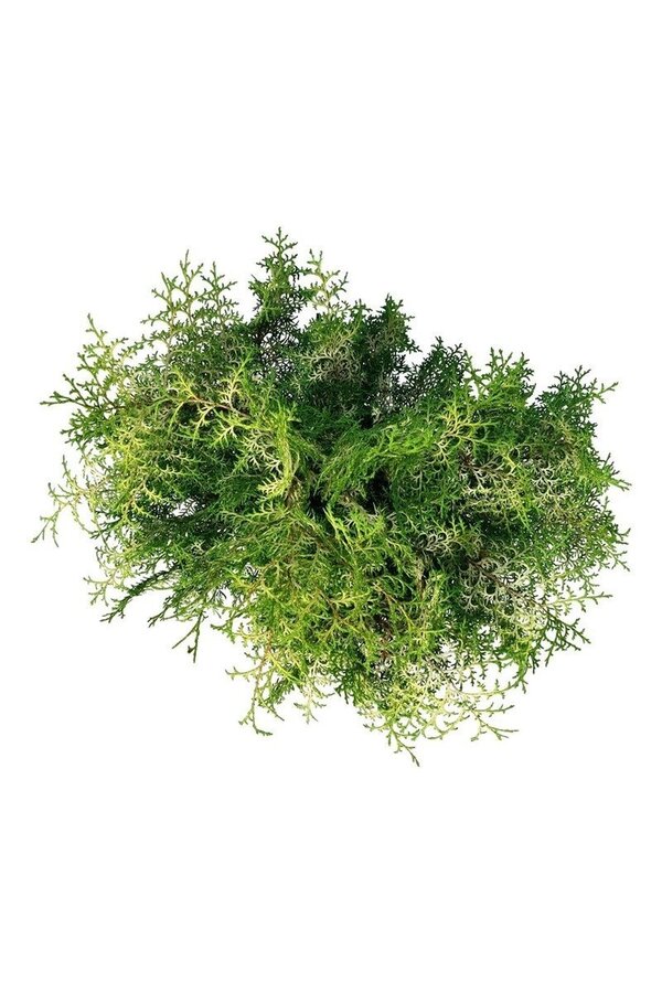 Chamaecyparis Lucas PBR