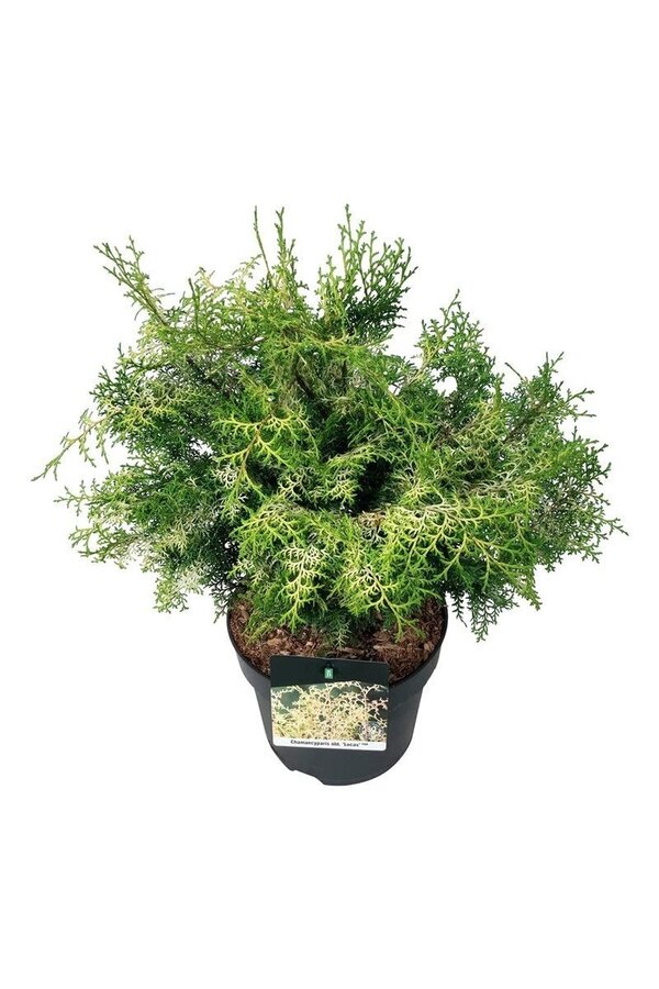 Chamaecyparis Lucas PBR