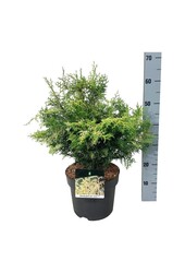 Chamaecyparis Lucas PBR