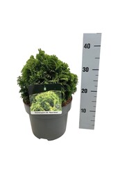 Chamaecyparis Nana Aurea