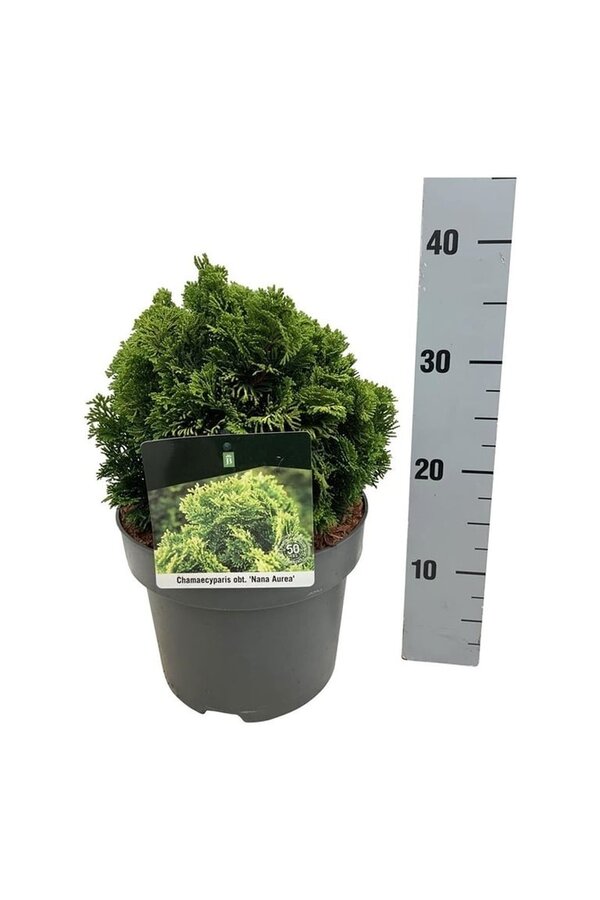 Chamaecyparis Nana Aurea