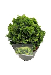 Chamaecyparis Nana Aurea