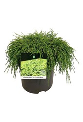 Chamaecyparis Filifera Nana