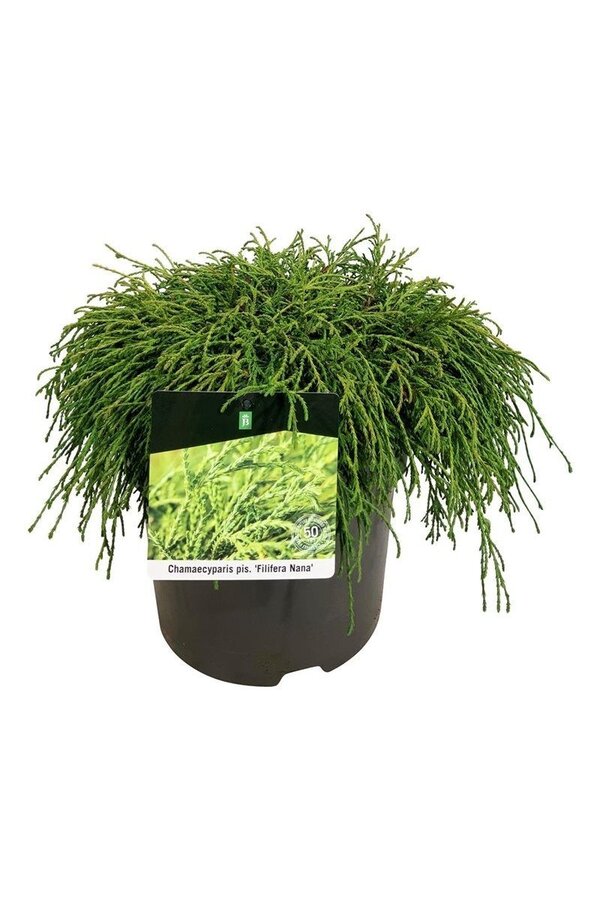 Chamaecyparis Filifera Nana