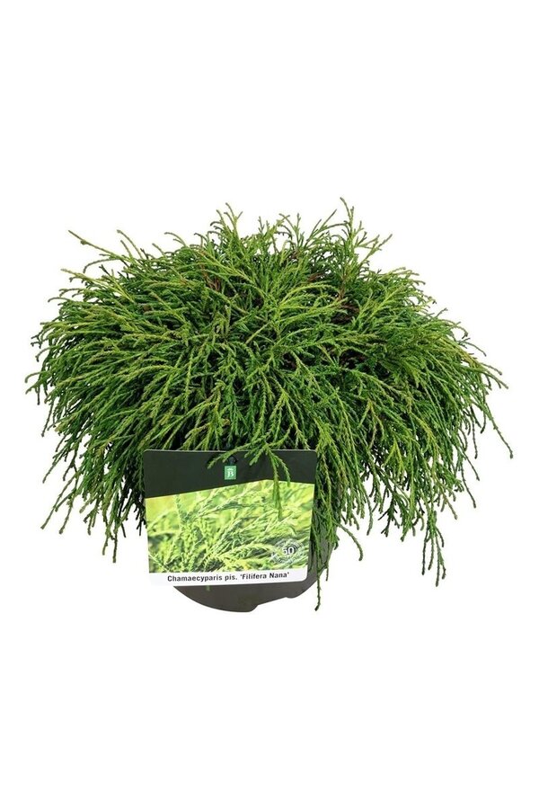 Chamaecyparis Filifera Nana