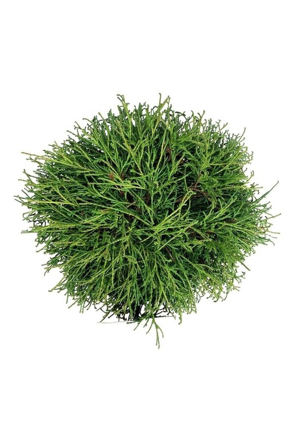 Chamaecyparis Filifera Nana