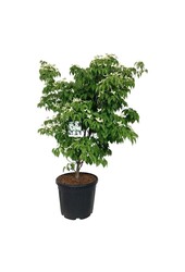 Kornoelje Cornus kousa China Girl
