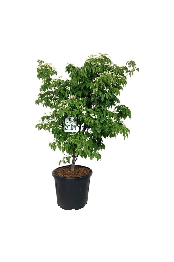 Cornouiller Cornus kousa China Girl