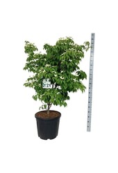 Cornouiller Cornus kousa China Girl