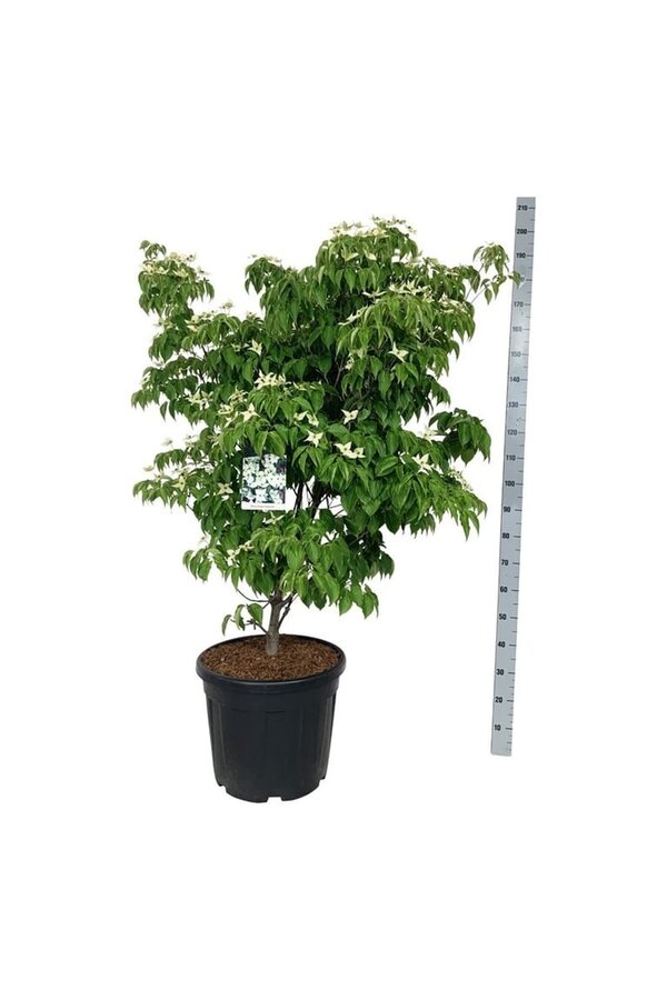 Cornouiller Cornus kousa China Girl