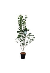 Cornouiller Cornus kousa China Girl